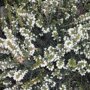 Erica darleyensis 'White Perfection'